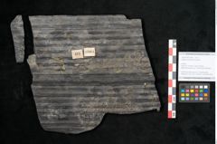 Foto (Objekt + Etikett) von Sigillaria elongata Brongniart (NHMW-GEO-2024-0188-11064)